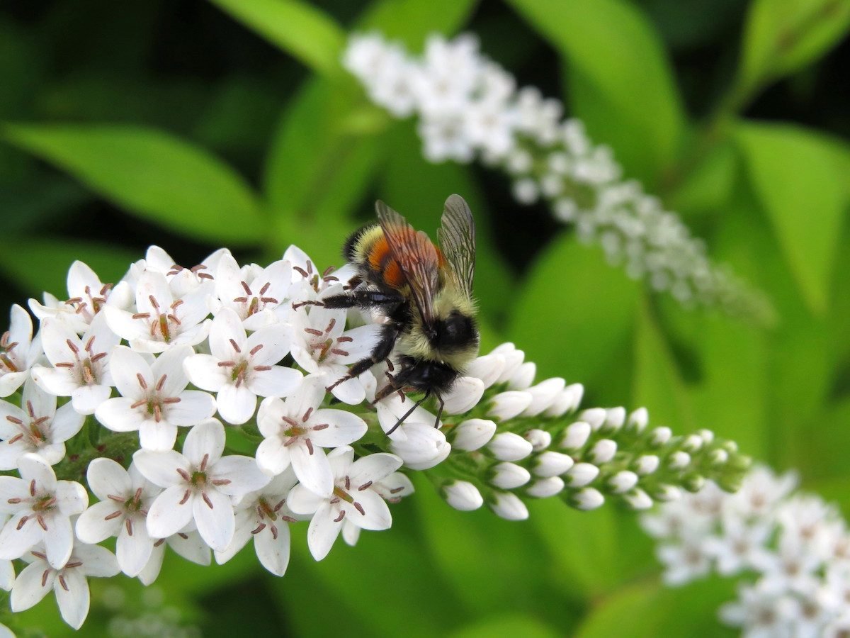 7 datos fascinantes sobre los abejorros que debes saber