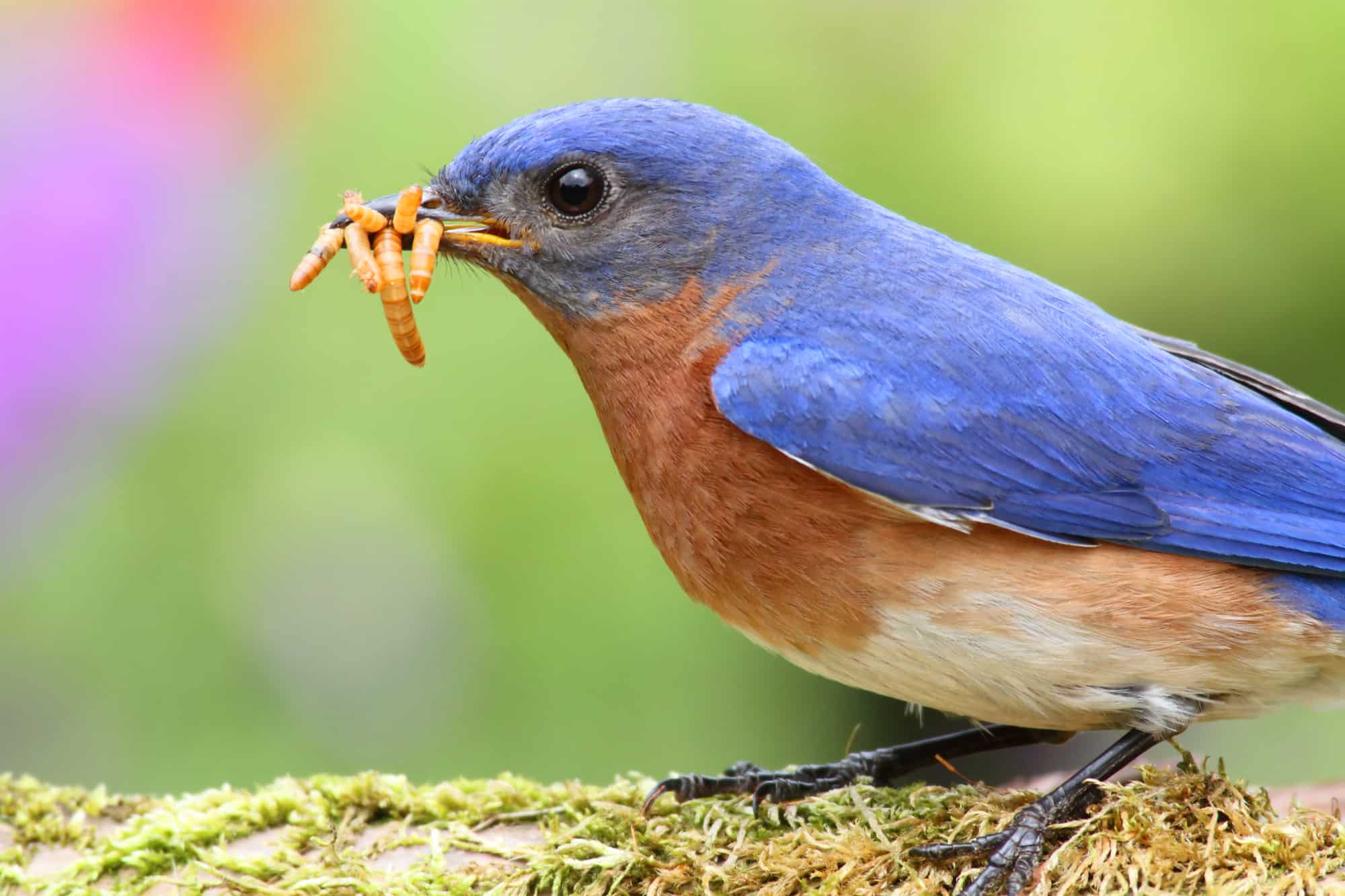 ¿Pueden las aves comer gusanos? ¡5 hechos interesantes y espantosos!