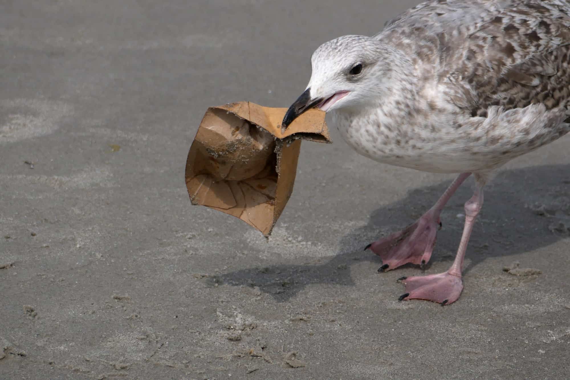 ¿Pueden los pájaros comer papel? ¡Consejos de seguridad para las aves en su vida!