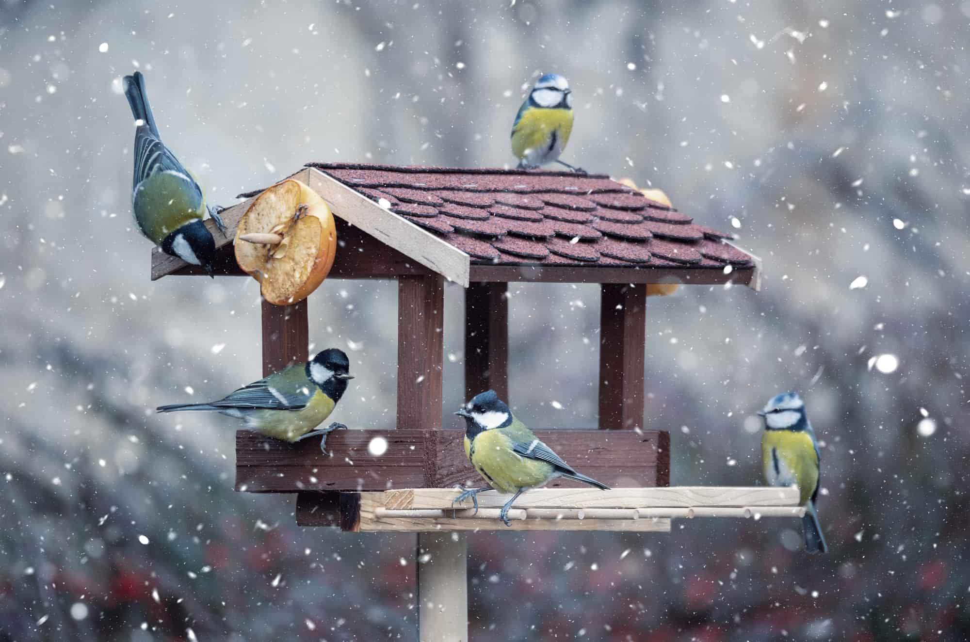 ¿Pueden los pájaros comer nieve por agua?