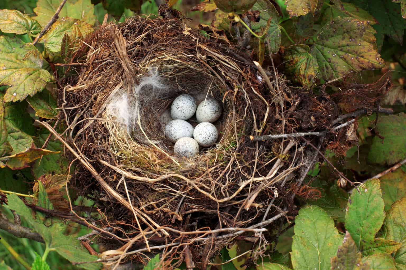 ¿Se puede mover un nido de pájaros? Cómo deshacerse de un nido de pájaros sin un pájaro