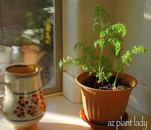 Crea un jardín interior instantáneo usando tapas de zanahoria