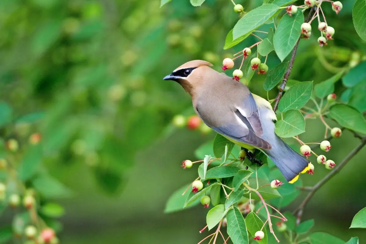 6 plantas perennes con beneficios para las aves durante todo el año