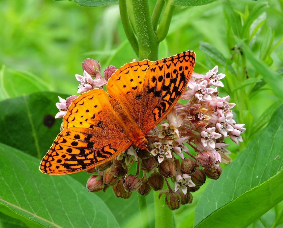 5 maneras fáciles de atraer y ayudar a las mariposas