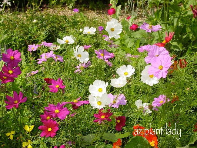 Mantenga su jardín en buen estado con las plantas anuales que florecen en otoño