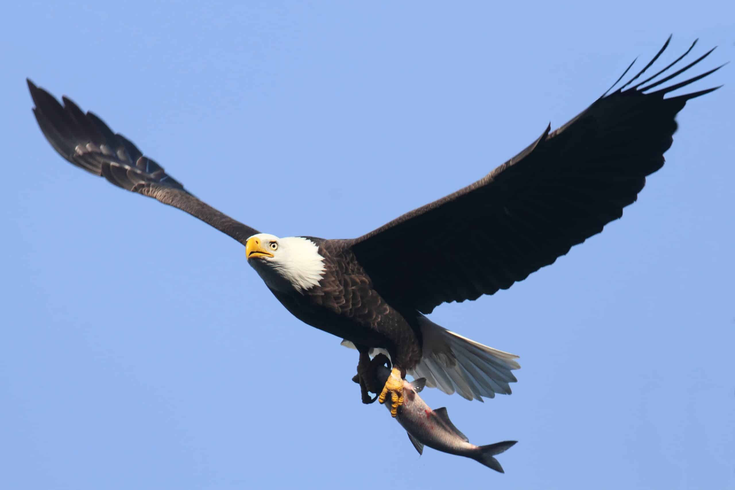 ¿Los halcones comen pescado? Datos sobre la dieta de estas aves depredadoras