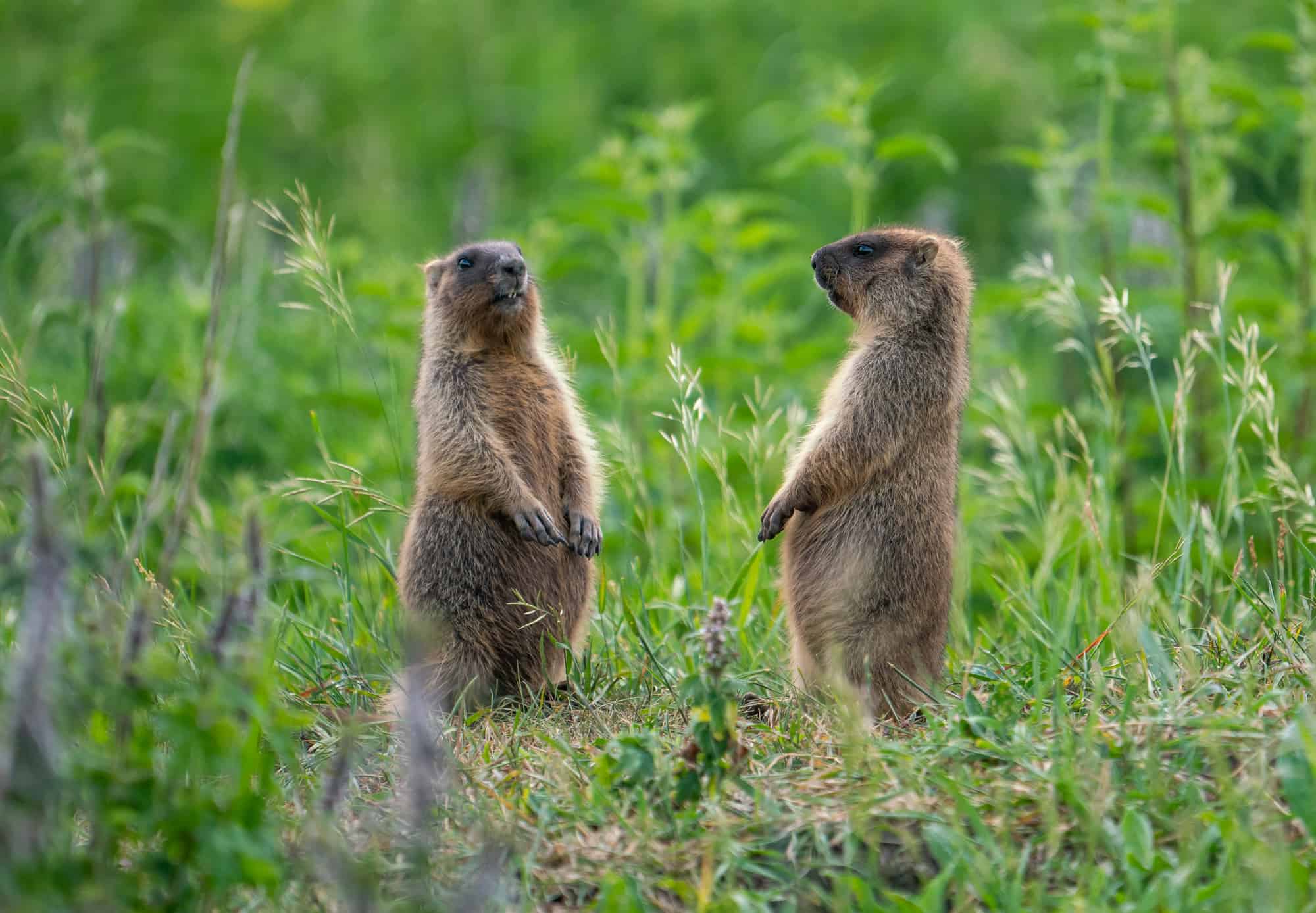 ¿Los halcones comen marmotas? ¡Además, otros datos interesantes!
