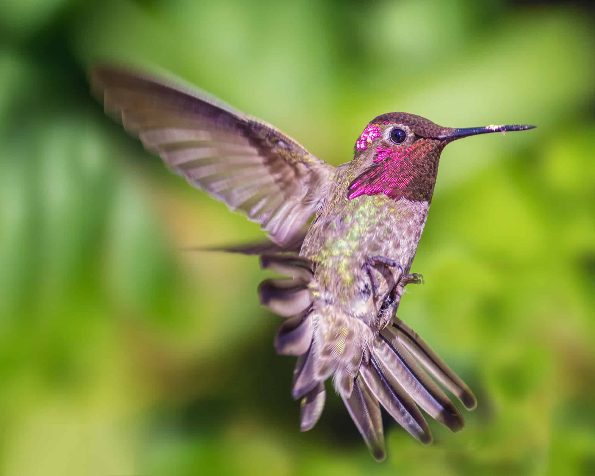 ¿Los halcones comen colibríes? Realidad o ficción