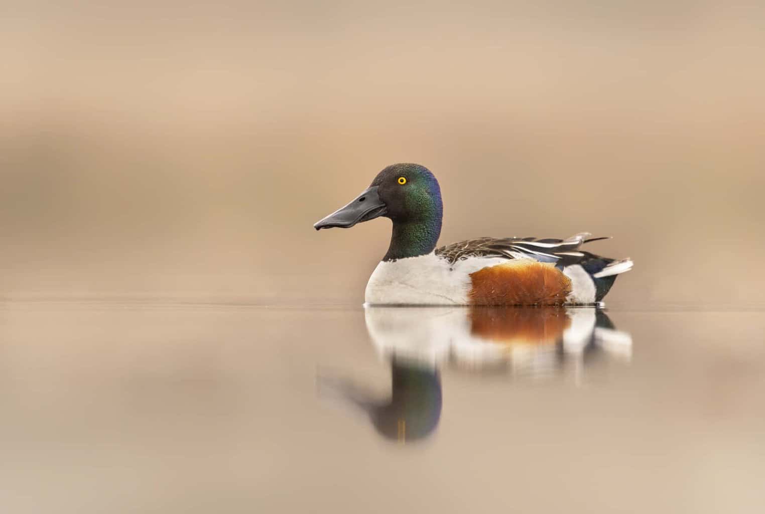 22 especies de patos en Nebraska para detectar en la naturaleza