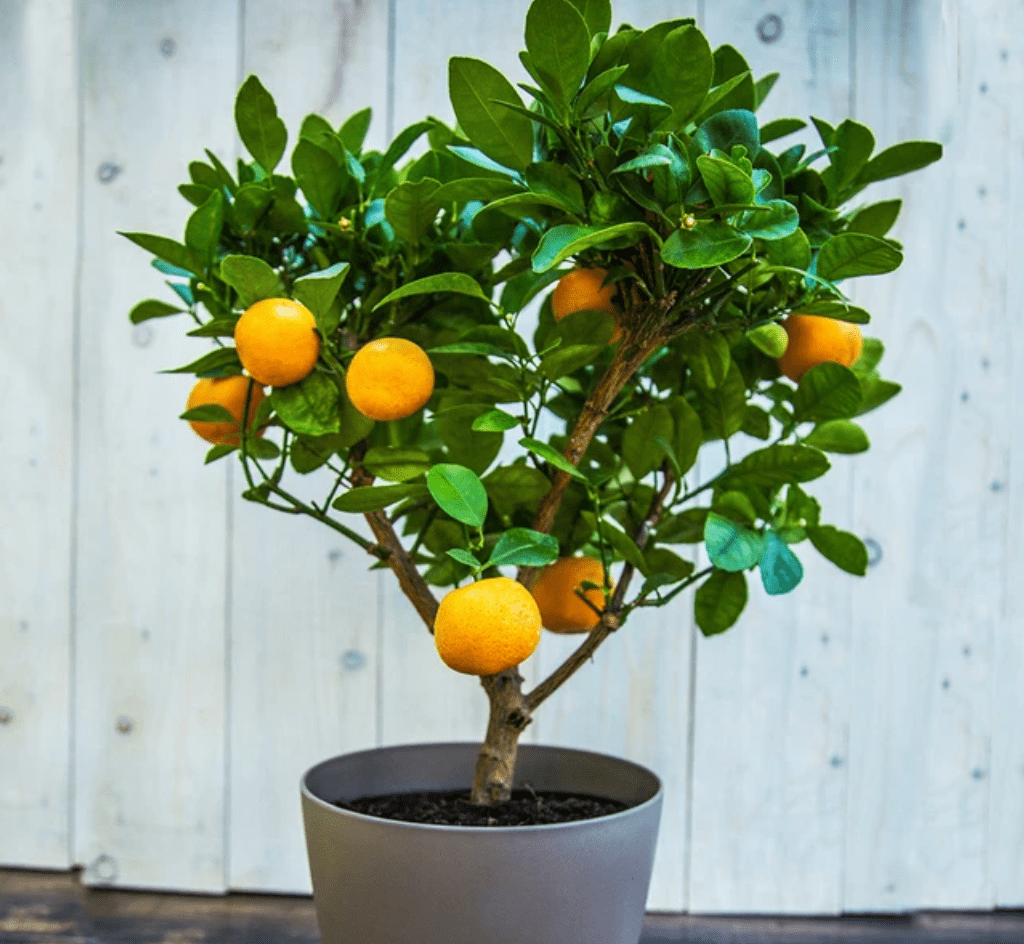 Consejos de expertos para cultivar un árbol de clementina en interiores
