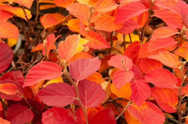 9 mejores arbustos de otoño para crecer esta temporada