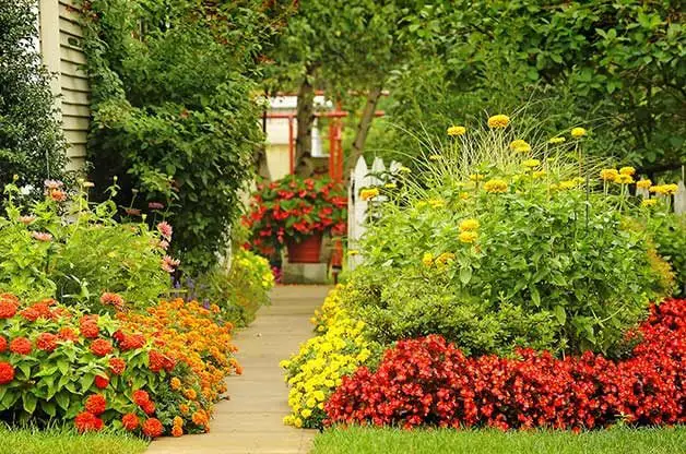 Conceptos básicos de jardinería para mantener las plantas saludables