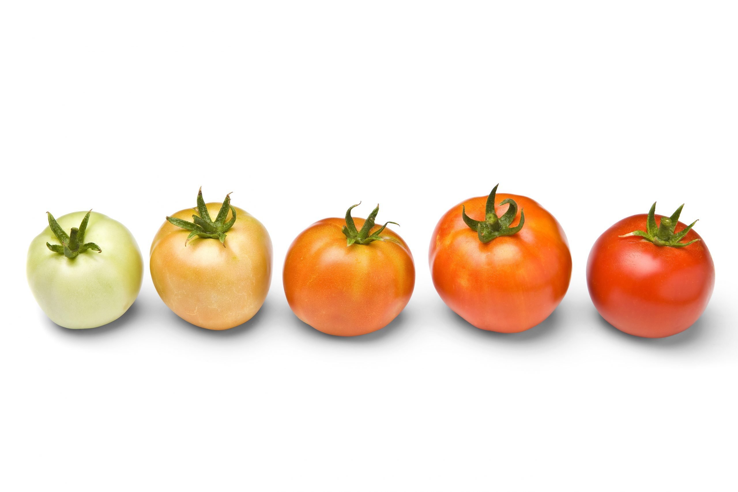 La forma correcta de madurar los tomates y más mitos del jardín desacreditados