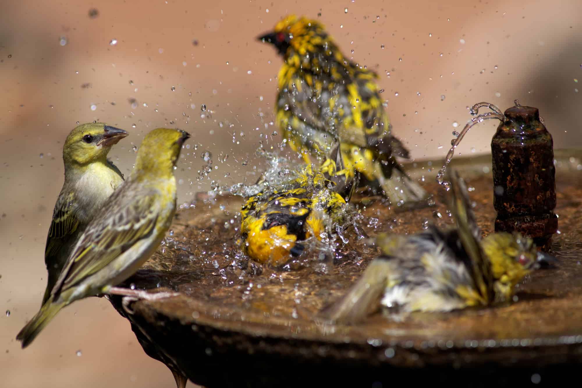 Cómo limpiar un bebedero para pájaros: una guía de limpieza detallada