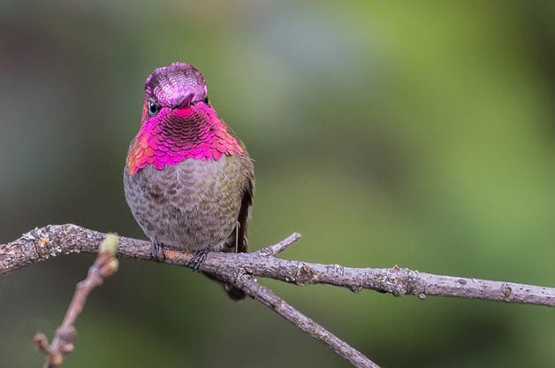 Cómo atraer colibríes a tu balcón
