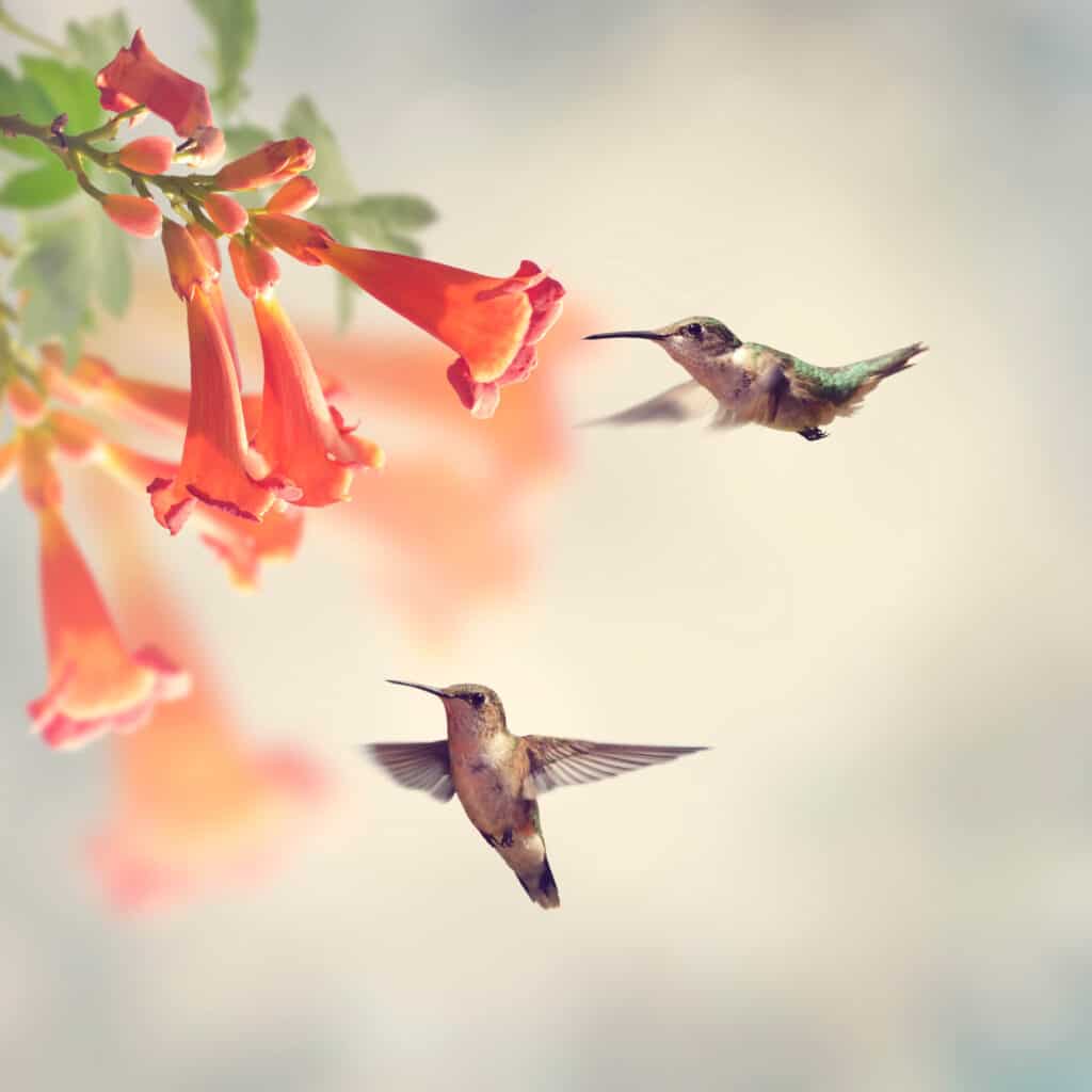 Enredaderas de colibrí: ¿Qué tipo de enredaderas atraen a los colibríes?