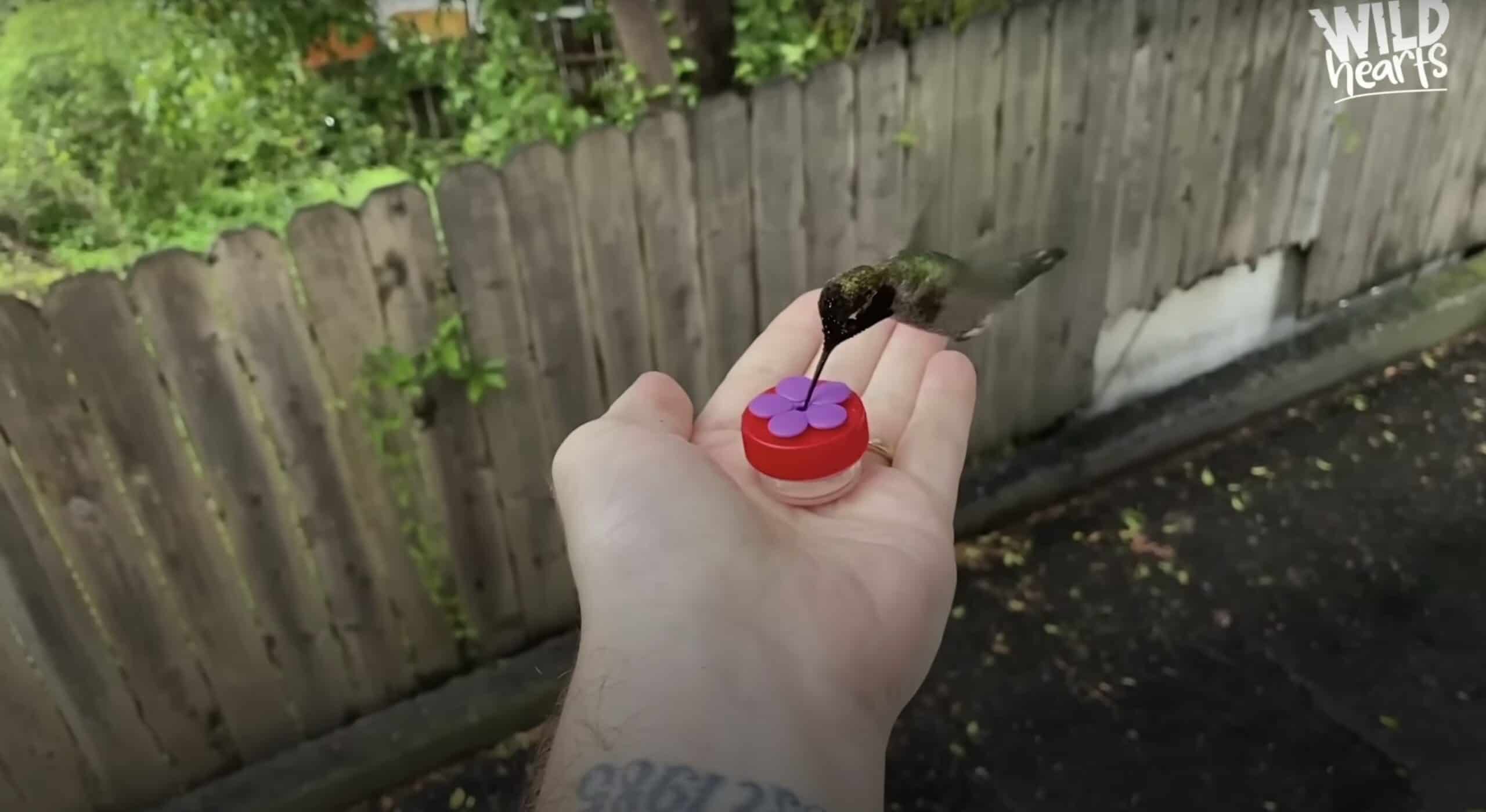 Video de la visita del colibrí: encantador y conmovedor