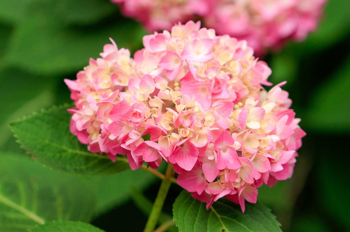 Los 10 mejores arbustos con flores para su jardín