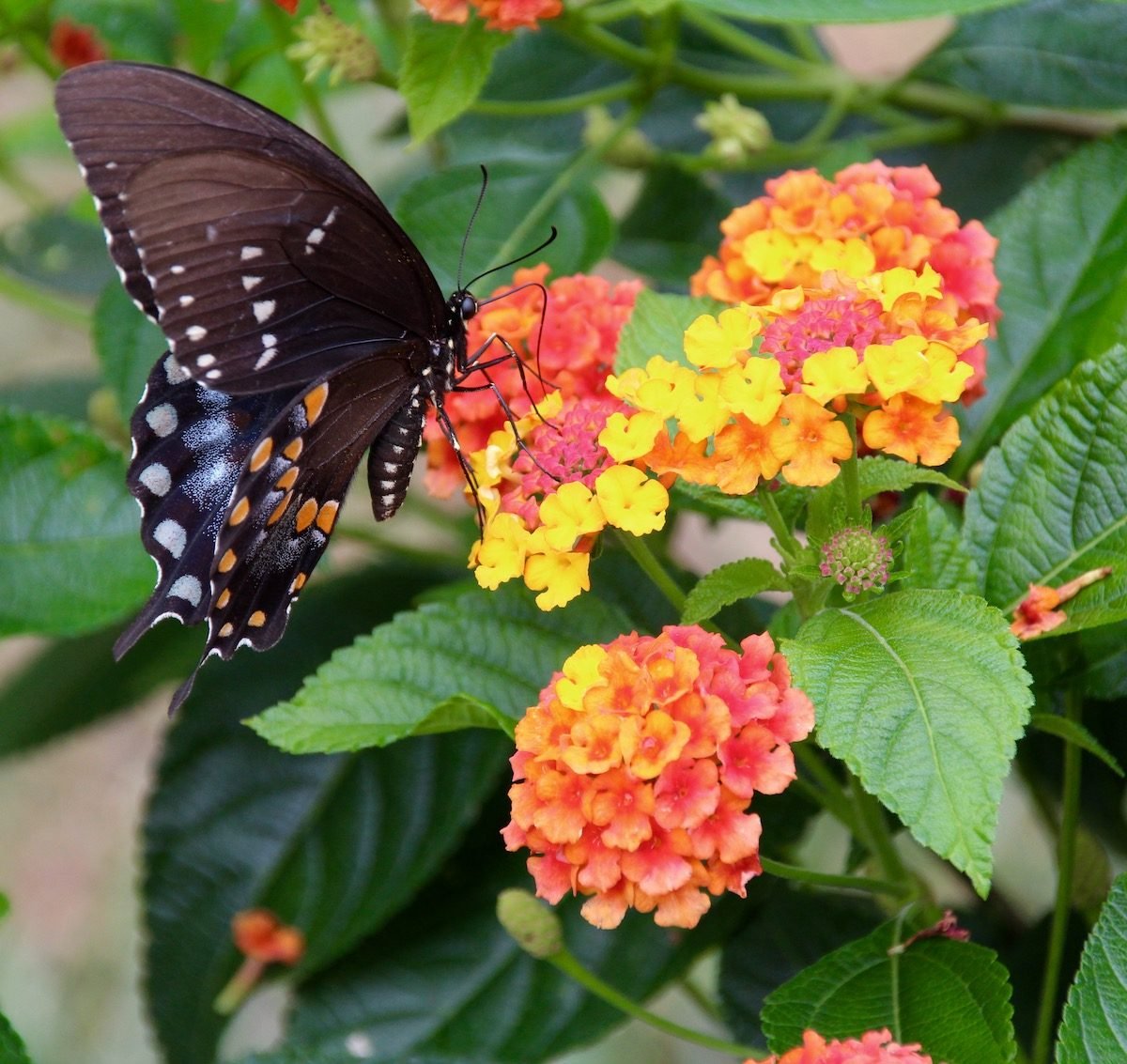 Flores otoñales de floración tardía que atraen mariposas