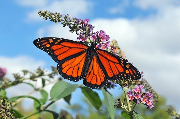 5 comportamientos básicos de las mariposas que debes saber