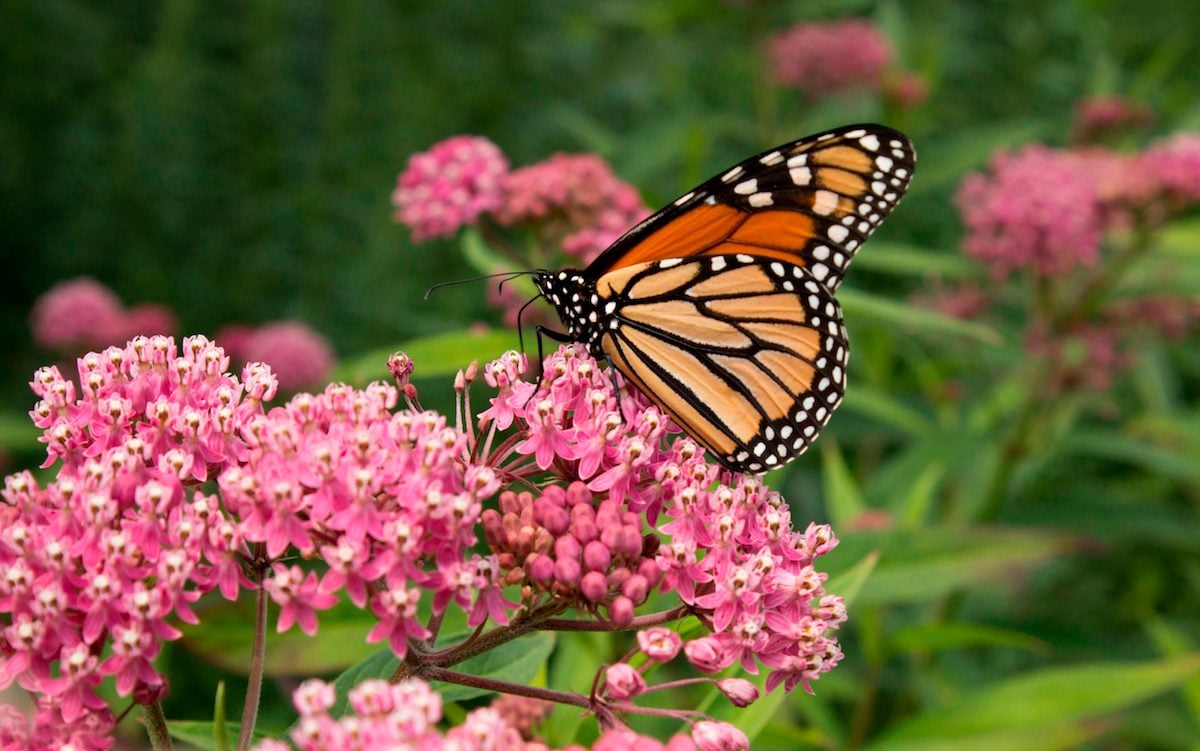 La guía definitiva para cultivar plantas de algodoncillo para monarcas