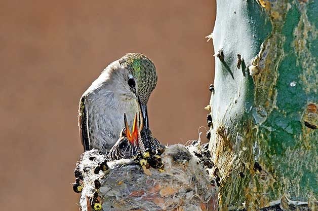 Esta observadora de aves encontró un nido de colibrí y lo que hizo a continuación te calentará el corazón