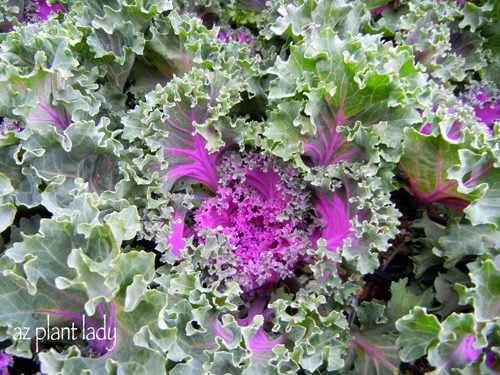 Cultive col rizada ornamental colorida y comestible en su jardín