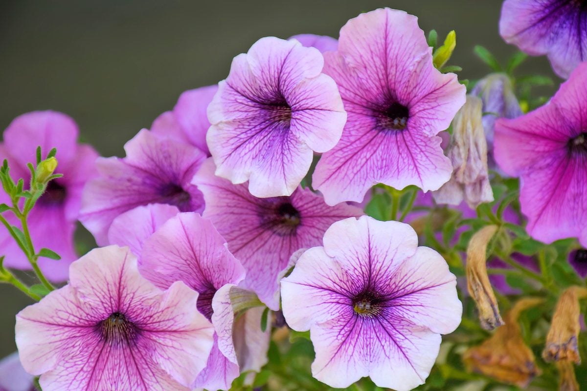 Flores resistentes: las 10 mejores plantas que no puedes matar