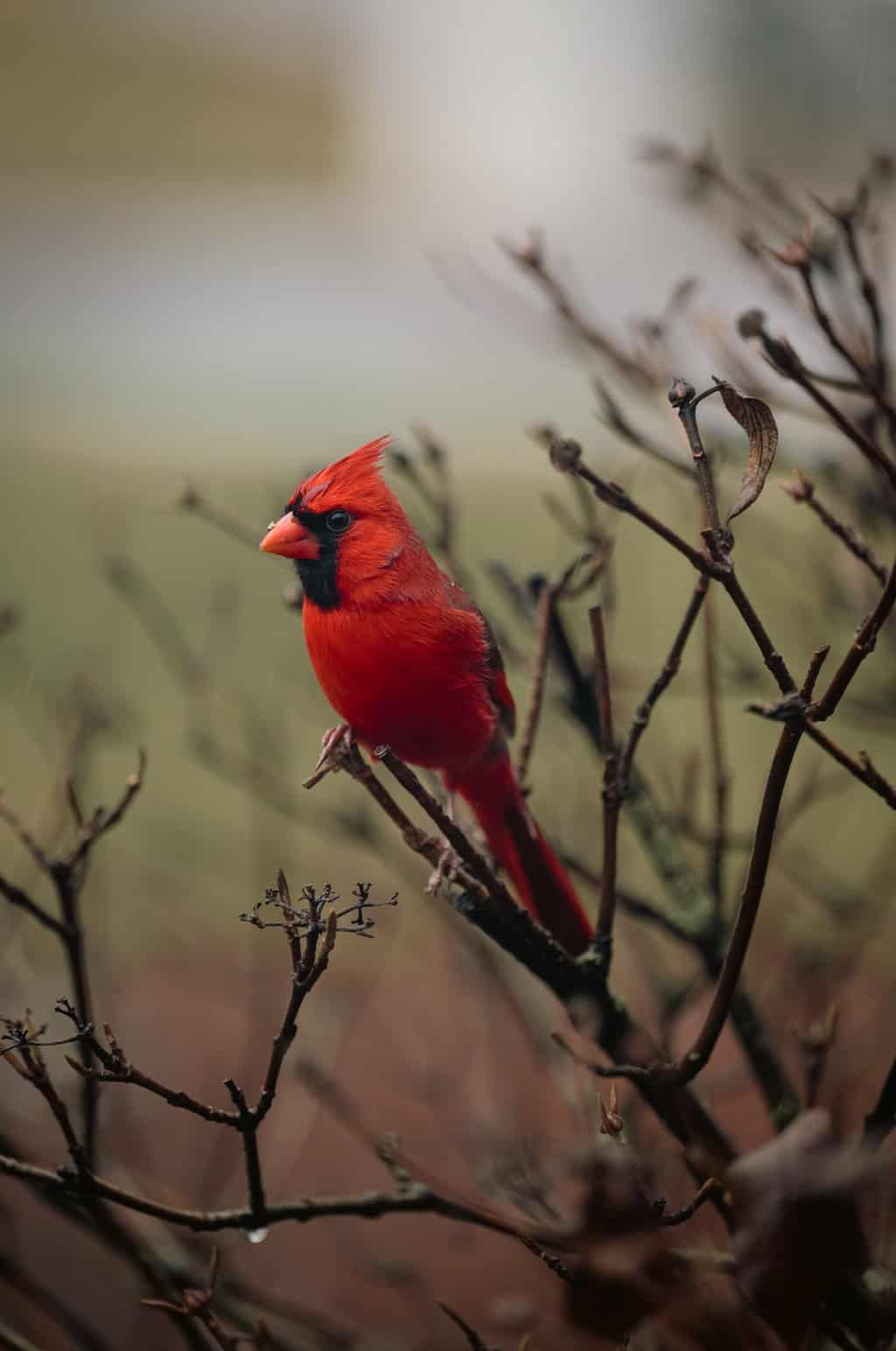 Grampy Cardinal - Pala para pájaros salvajes