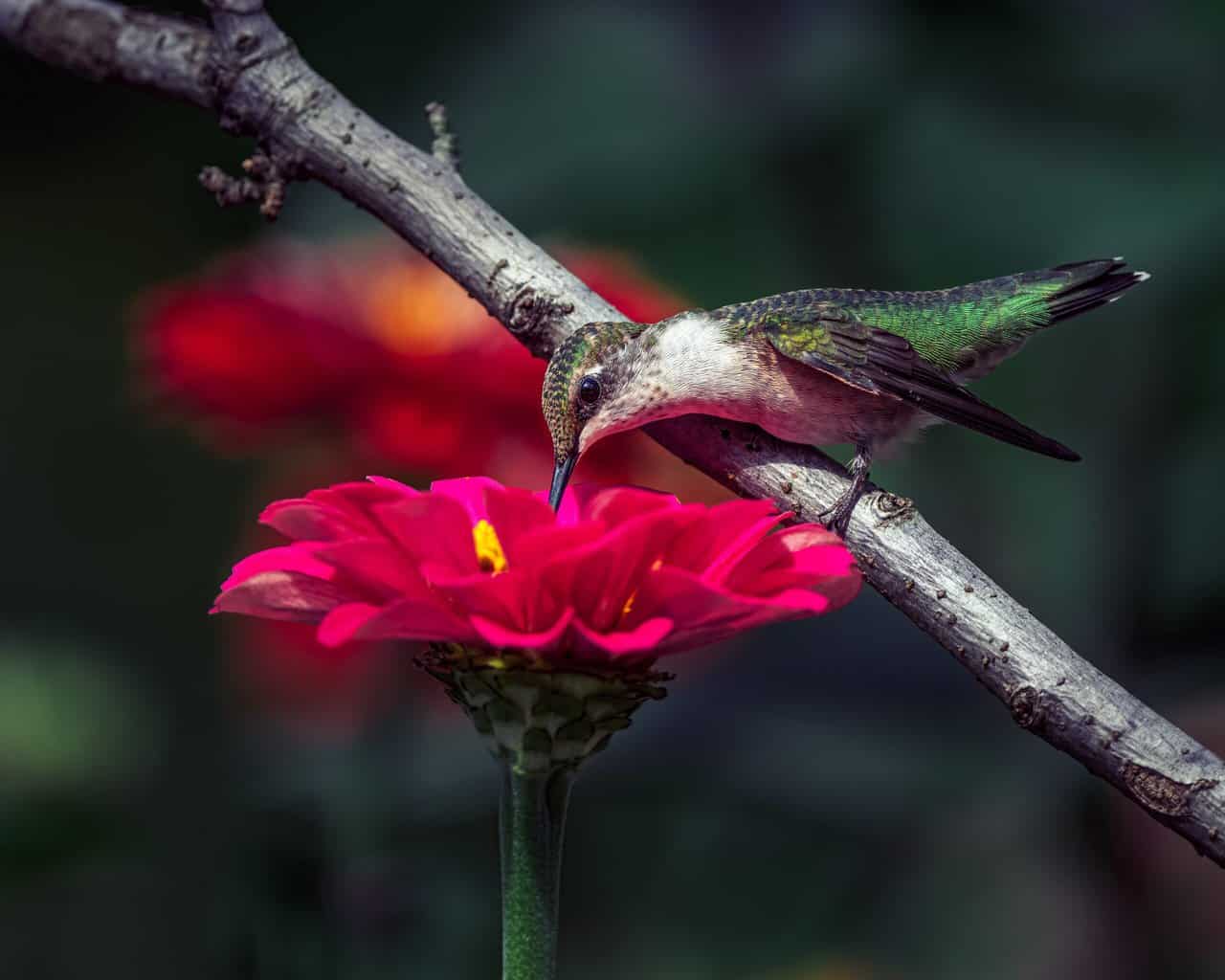 Las mejores flores en macetas para atraer colibríes