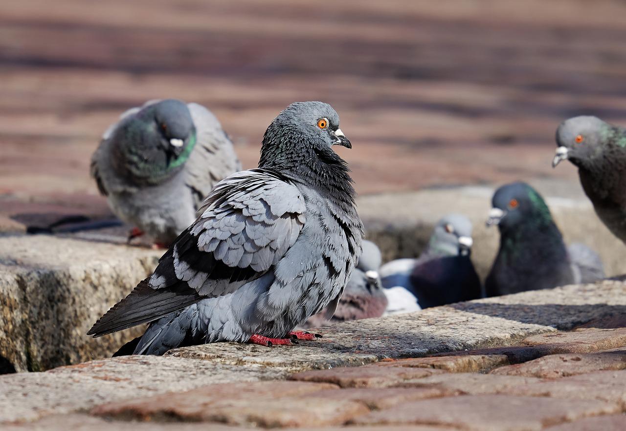 ¿Los halcones comen palomas? (Con qué frecuencia + Otras preguntas frecuentes)