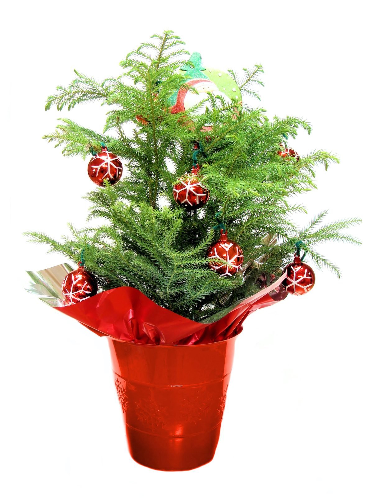 Pino de la isla de Norfolk: un adorable mini árbol de Navidad