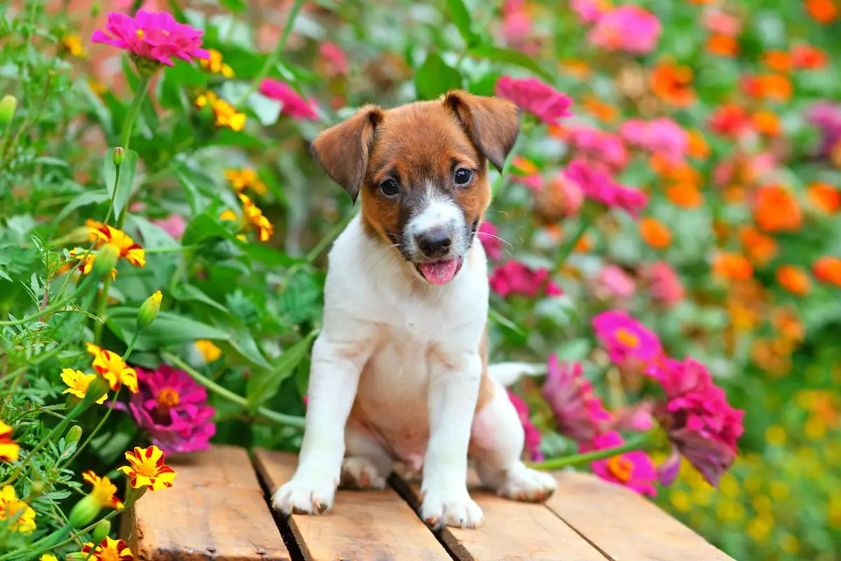 La guía definitiva para un patio trasero apto para perros