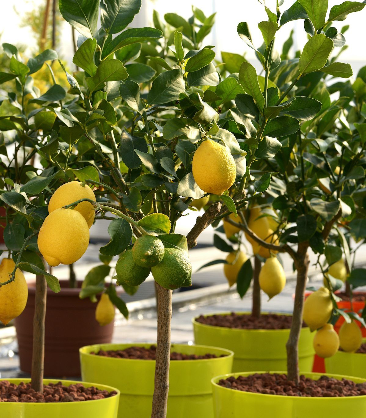 Cómo cultivar un limonero de interior