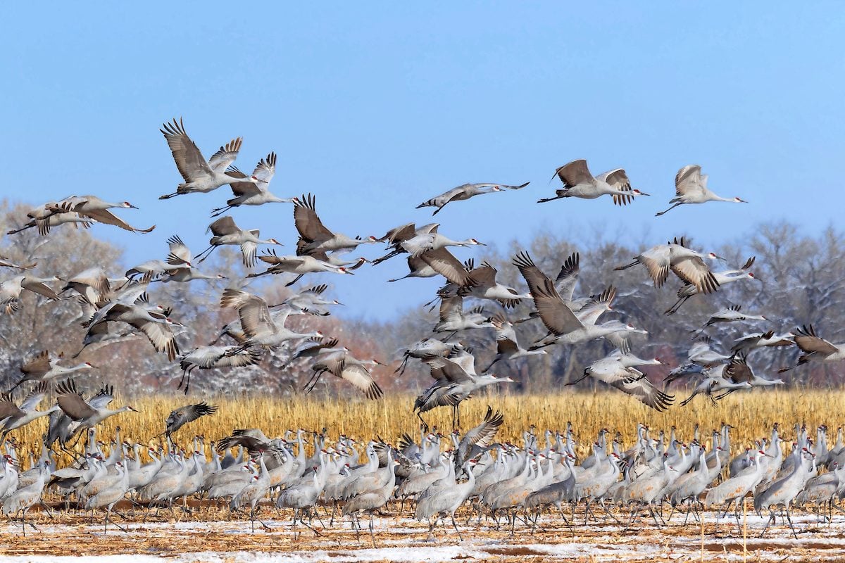 Puntos críticos de observación de aves para la migración primaveral de grulla canadiense