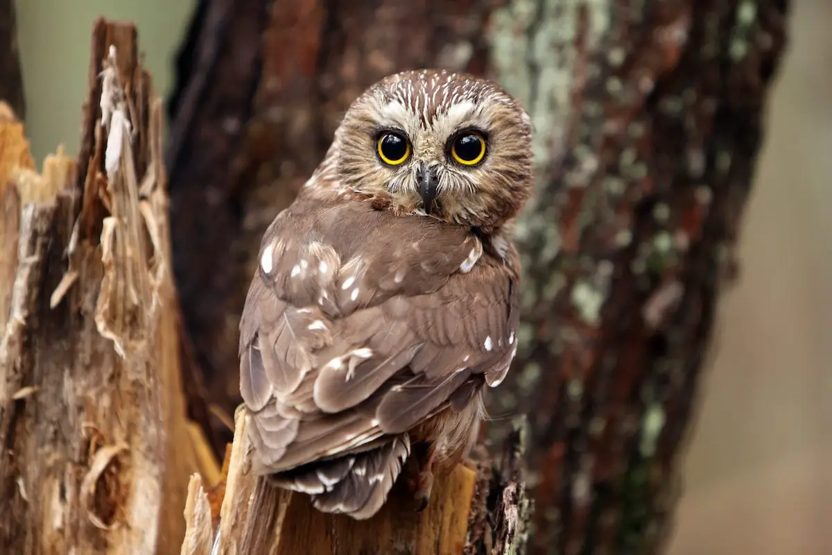 Northern Saw Whet Owl: Los búhos más lindos