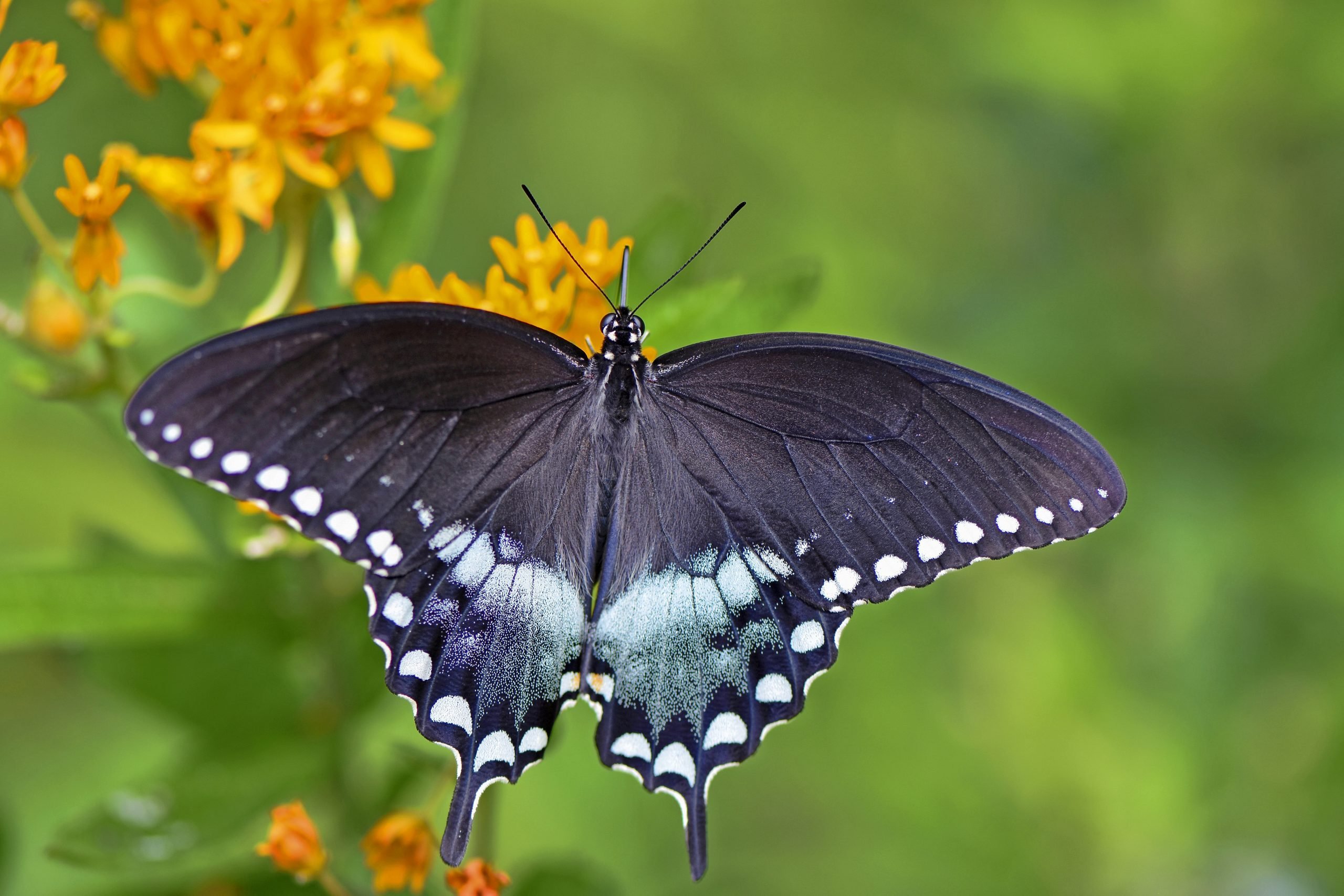Cómo atraer a una mariposa cola de golondrina Spicebush