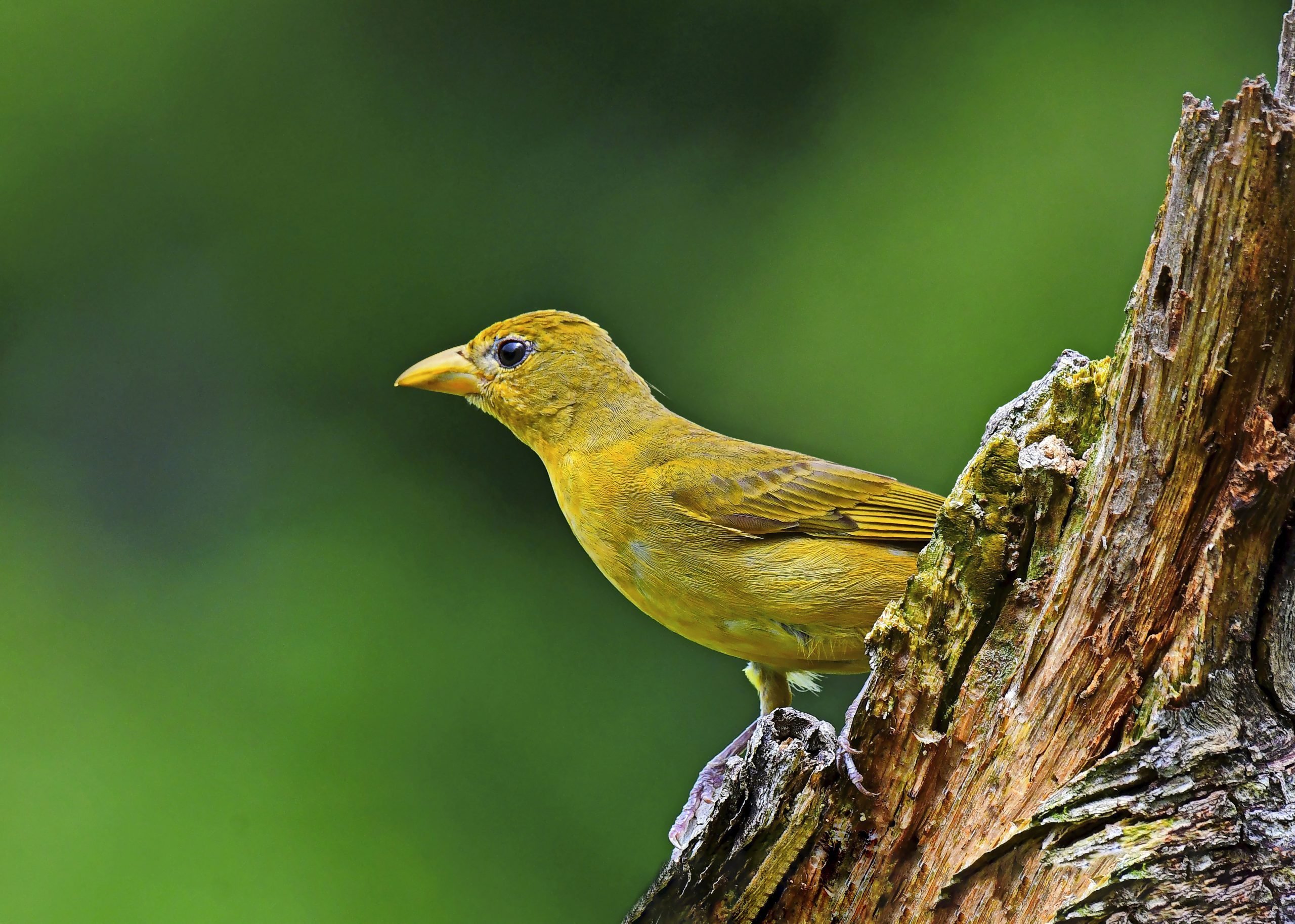 Tangara amarilla: Desafío de identificación de aves
