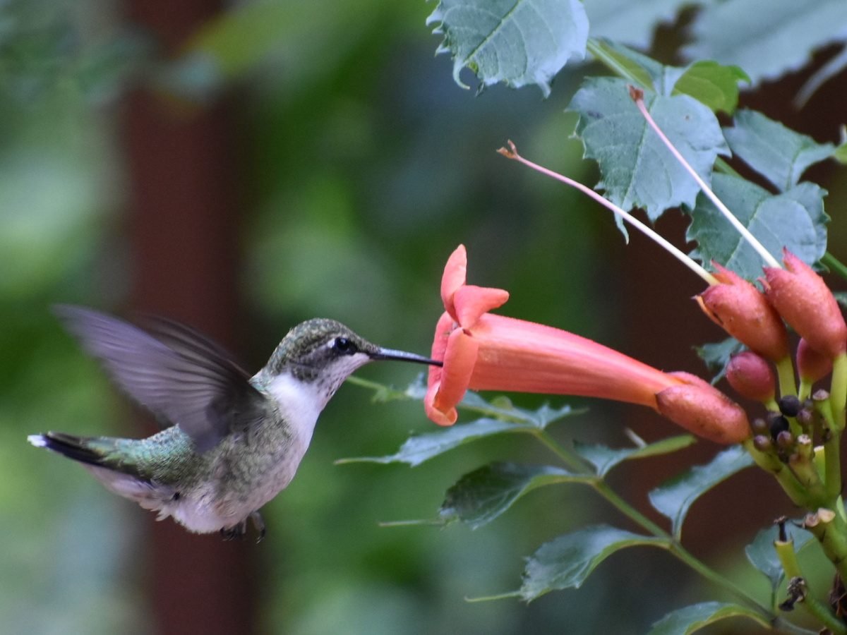Pregúntele a los expertos: Explicación del comportamiento del colibrí
