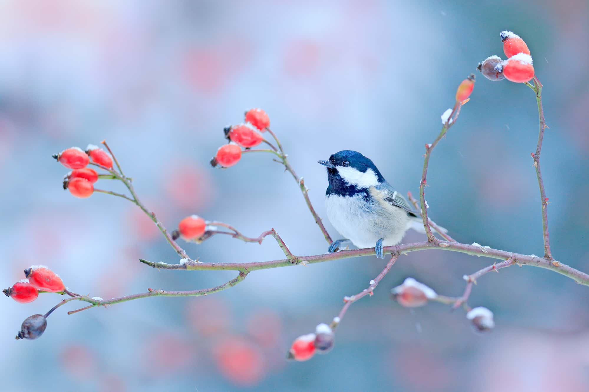 ¿Qué pueden comer las aves en invierno? La comida perfecta para el clima frío