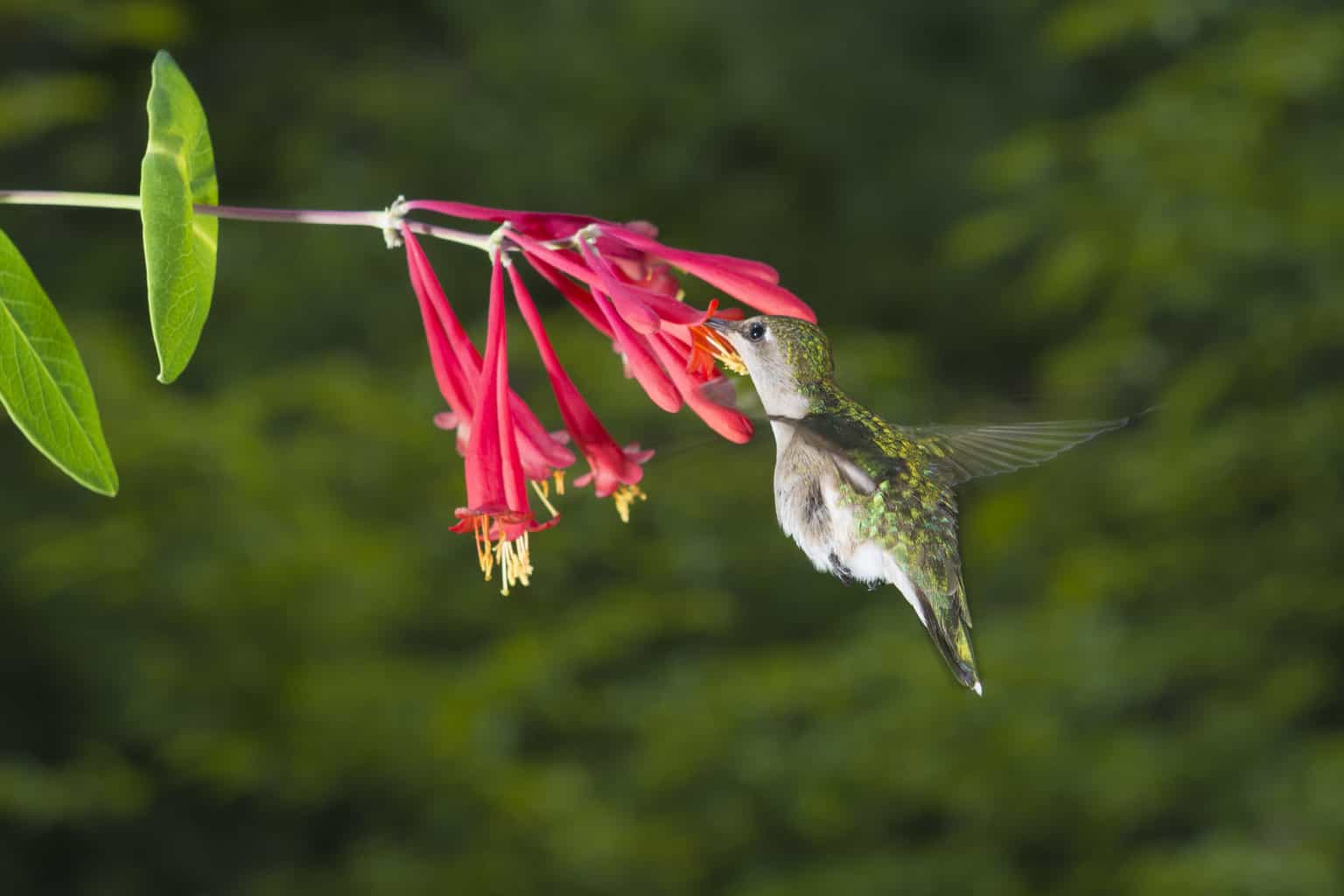 ¿Cuál es la mejor planta colgante para atraer colibríes?