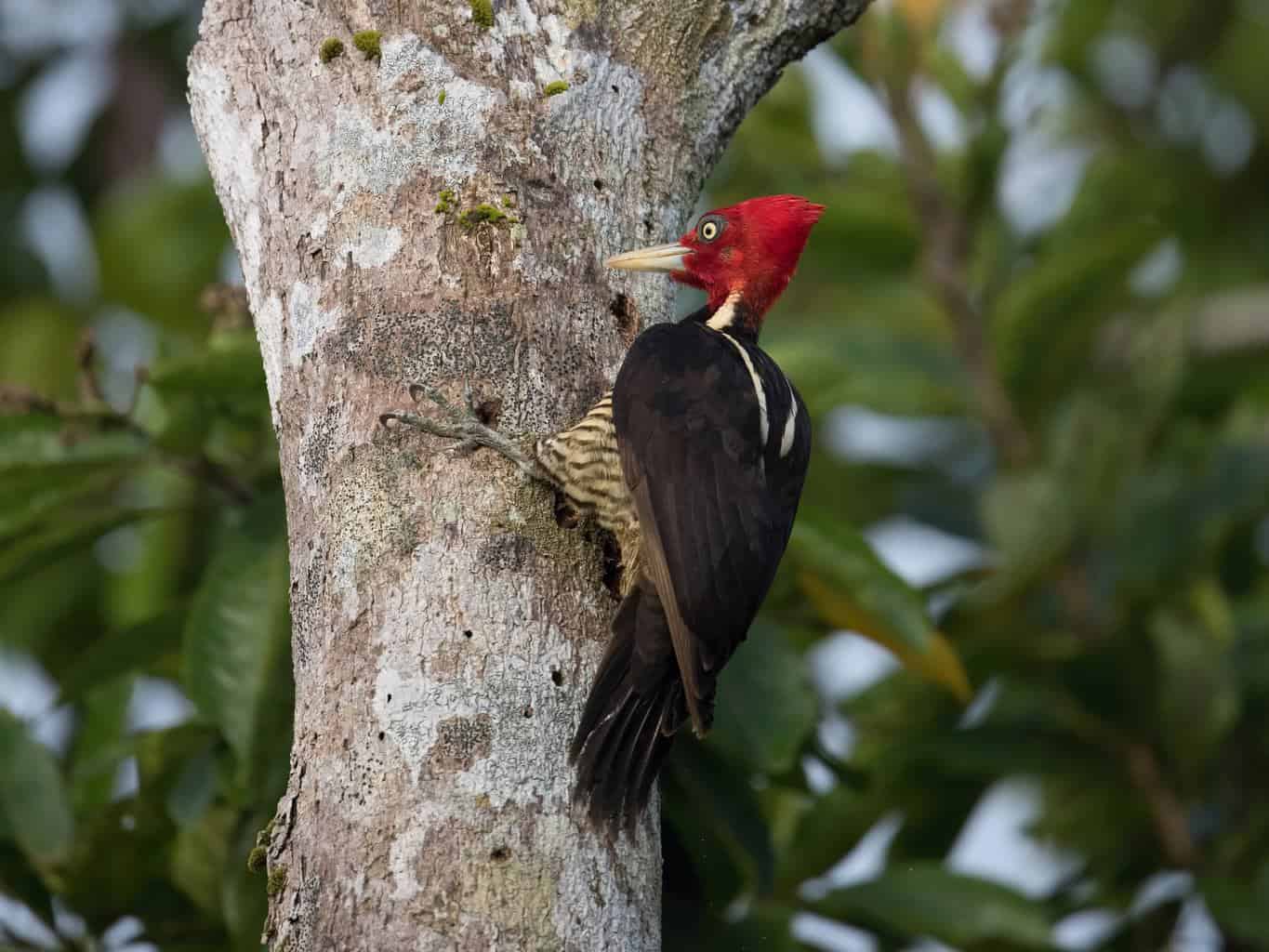Pájaros carpinteros en Florida: 10 especies que puedes encontrar