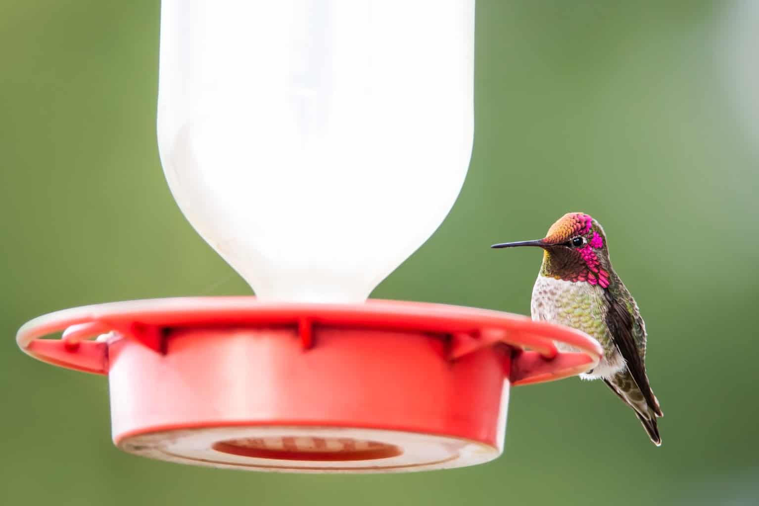 ¡Mi colibrí llega al comedero pero no come!