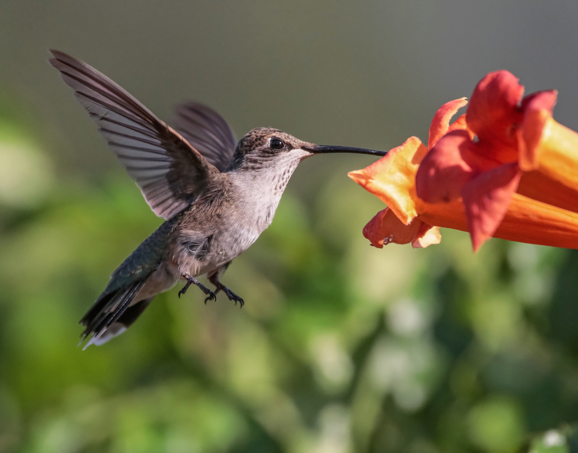 ¿A los colibríes les gusta Mandevilla? Todo sobre la trompeta de roca