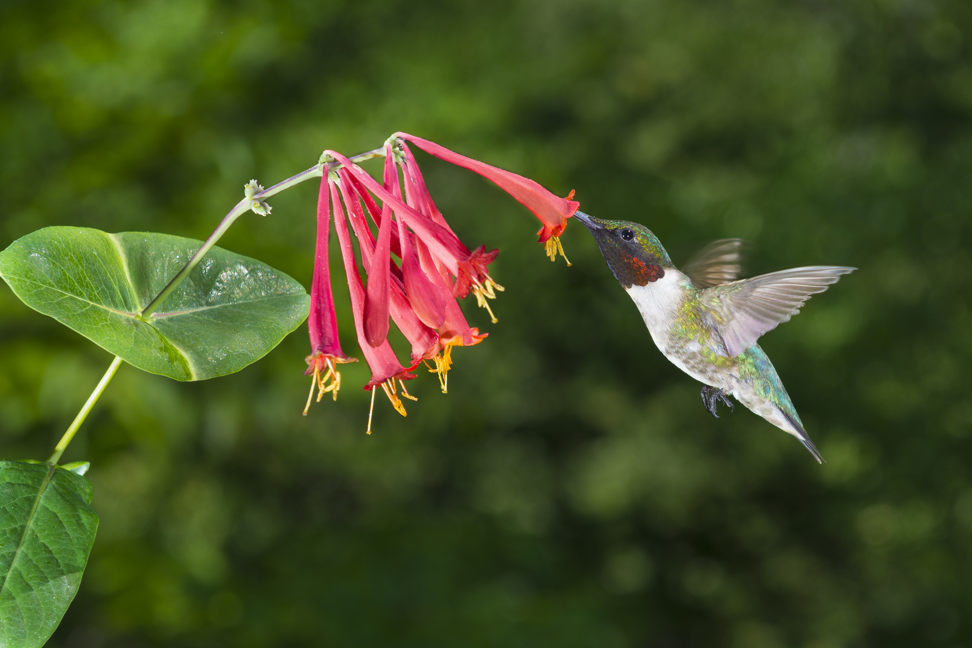 ¿A los colibríes les gusta la madreselva? Más hechos sorprendentes