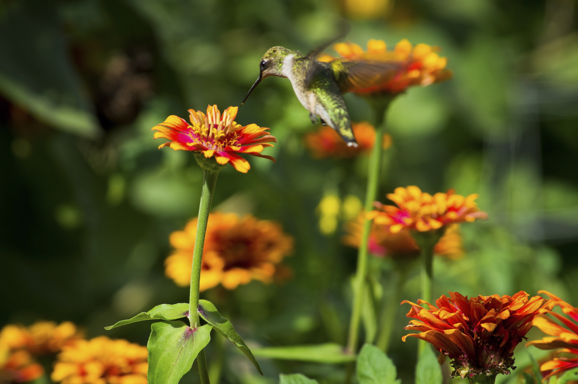 ¿A los colibríes les gustan las caléndulas? La respuesta sorprendente