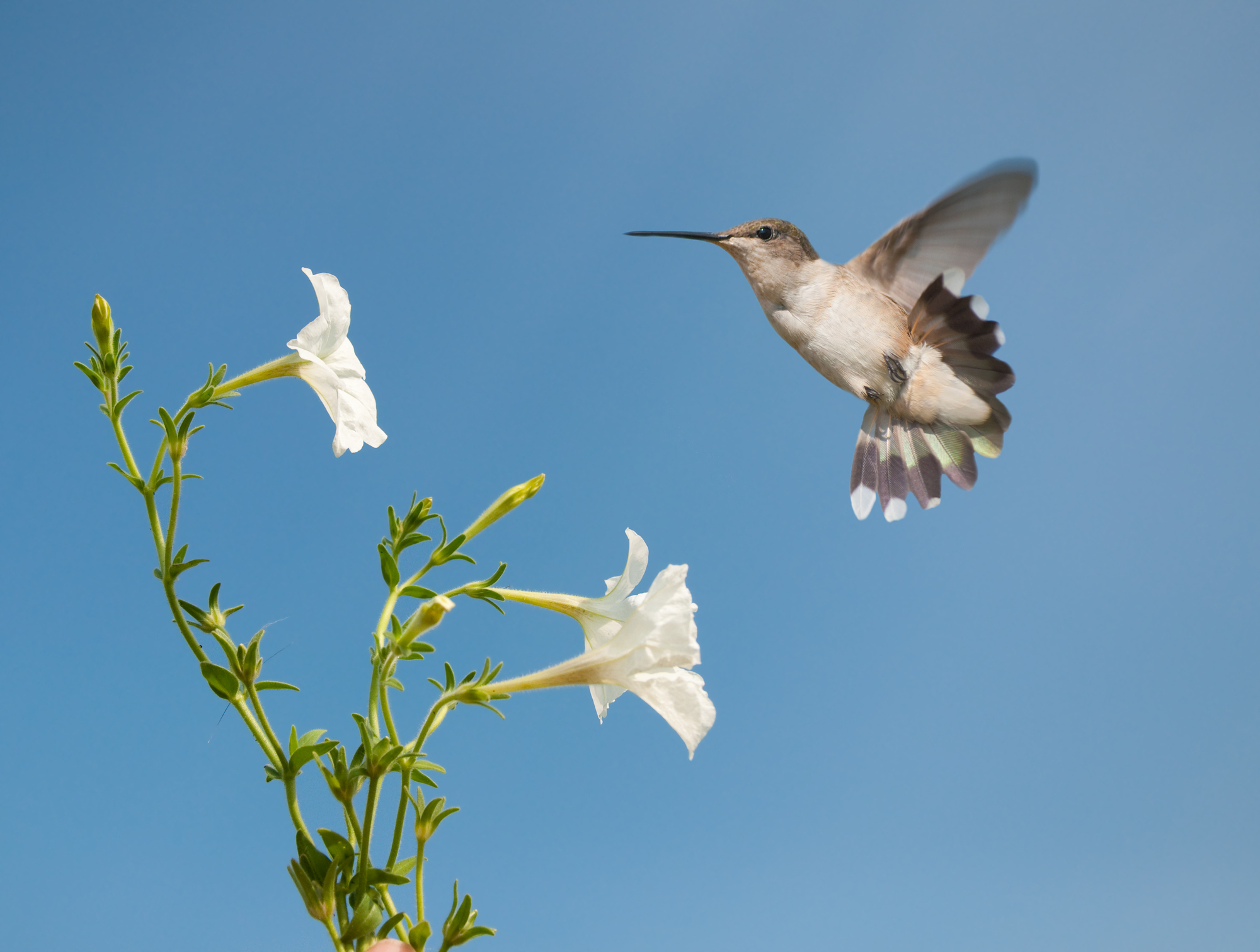 ¿A los colibríes les gustan las petunias? ¿Deberías plantarlos?