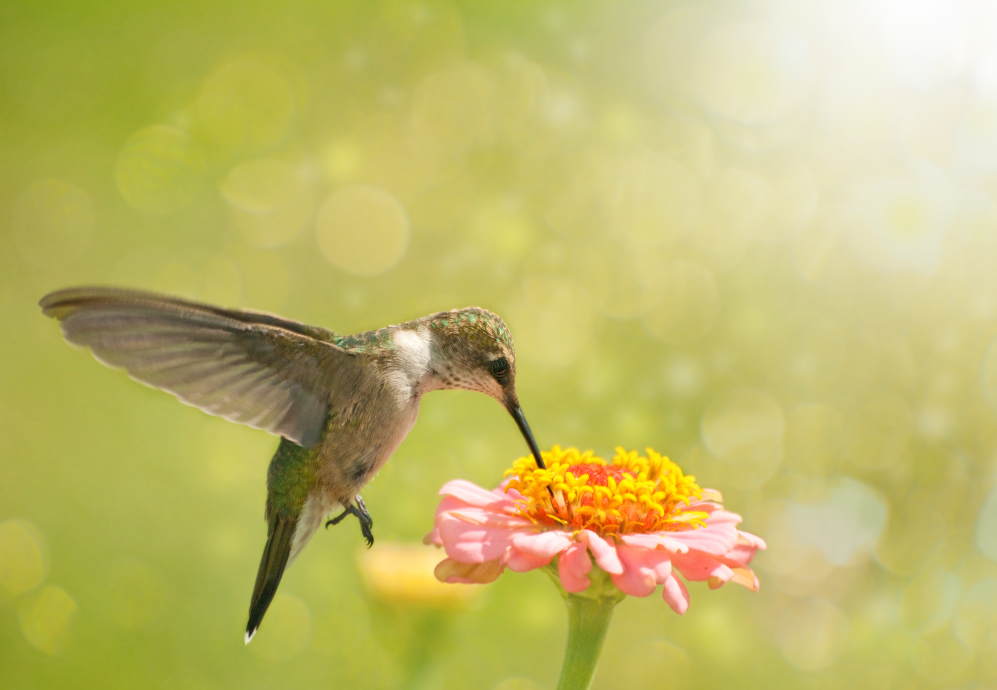 ¿A los colibríes les gustan las zinnias? ¡Tu guía completa!