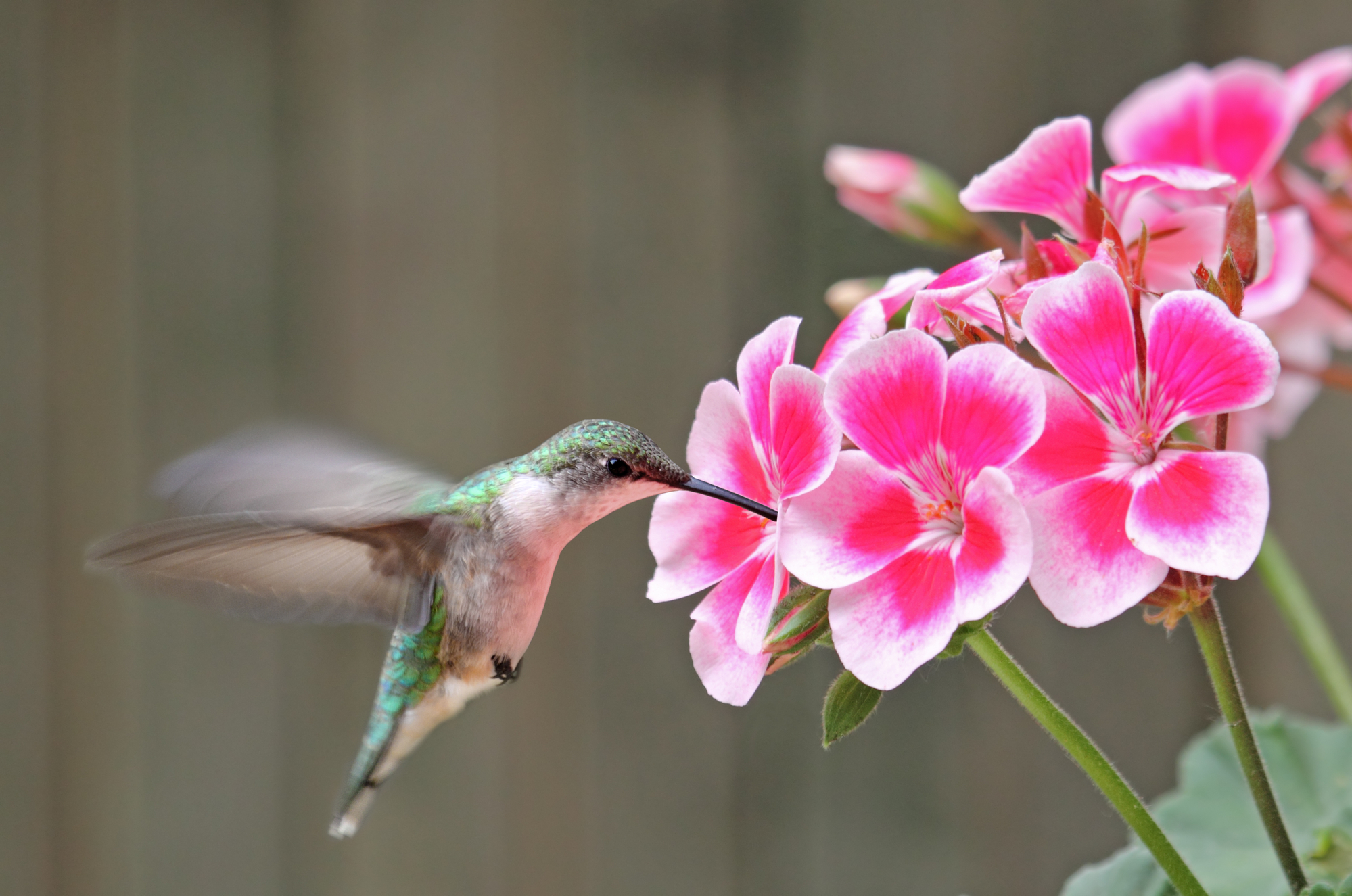 ¿A los colibríes les gustan los geranios? ¡Flores que atraerán a estos pájaros!