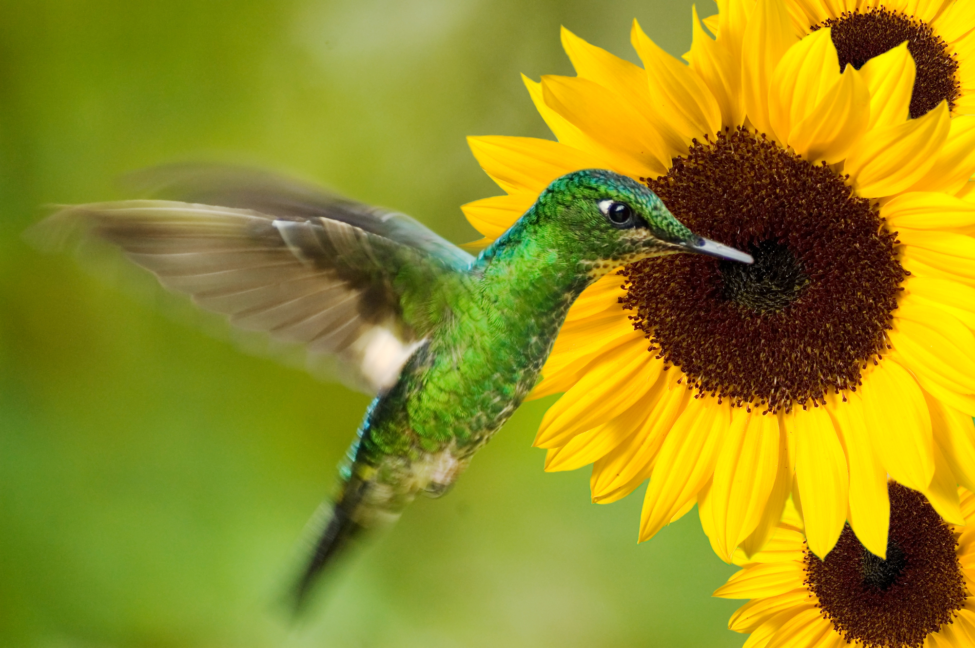 ¿A los colibríes les gustan los girasoles? ¡Atrayendo a través de las flores!